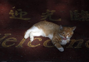 В Калифорнии нашли дом приплывшему на судне из Китая коту