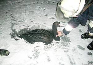 Немецких пожарных вызвали ради спасения пластикового лебедя