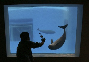 Морские свиньи возвращаются в Эльбу