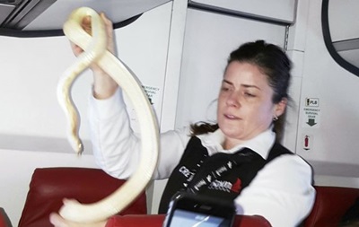 Пасажир забув у літаку змію
