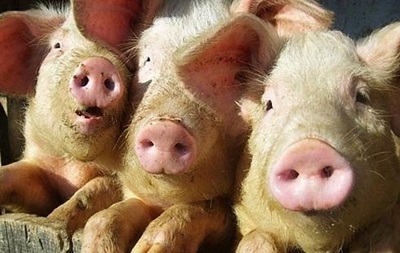 У чотирьох областях зафіксовано нові спалахи чуми свиней