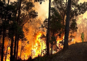 В Сибири горит 11 тысяч гектаров леса