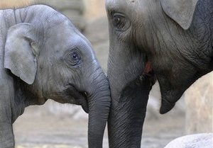 Киевский зоопарк предложил всем желающим взять под опеку животное
