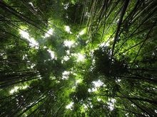 Леса Амазонки находятся под угрозой из-за чистого воздуха