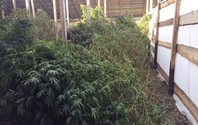 На Кировоградщине у банды изъяли пять тонн марихуаны