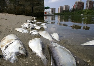 Из озера в Рио-де-Жанейро выловили более 60 тонн мертвой рыбы