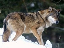 В Харьковской области волчица покусала шестерых человек