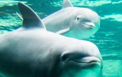 Франція обмежила утримання дельфінів у неволі