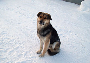 Российские борцы с бездомными собаками грозятся убить якутского Хатико