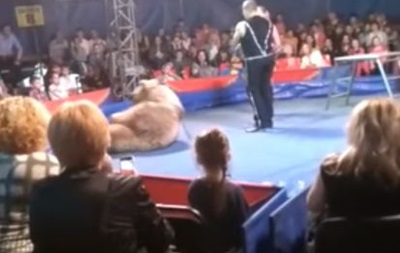 В Белой Церкви цирковой медведь напал на зрителей