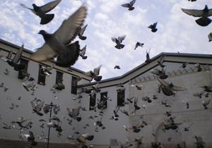Власти Брюсселя одобрили план эвтаназии городских голубей