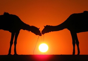 Харьковская областная таможня просит зоопарк приютить четырех калмыцких верблюдов