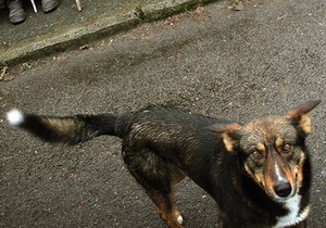 Жители дома, во дворе которого нашли тело оператора УТ-1, заявили, что собаки не могли напасть на человека