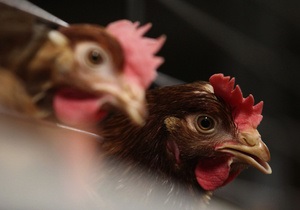 Экспорт курятины - Украина-ЕС - Украина может начать экспорт курятины на богатый рынок ЕС уже через неделю - Госветфитослужба
