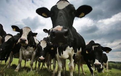 Danone перевозить тисячі корів з ЄС до Сибіру