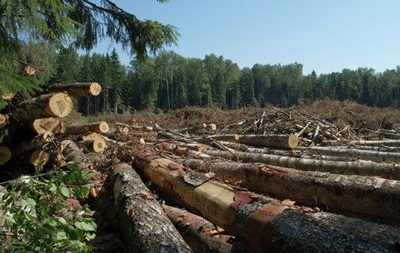 Порошенко ужесточил ответственность за вырубку леса