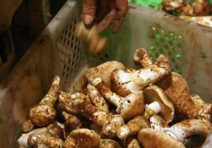 В Винницкой области на поминках девять человек отравились грибами
