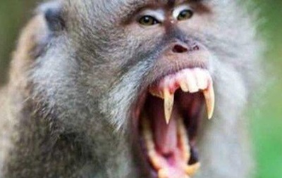 Під Харковом мавпи відірвали вухо і пальці працівнику зоопарку