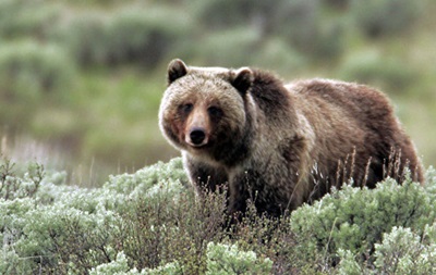 В Колорадо при ДТП с медведем погибли три человека