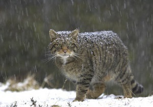 Новости Беларуси - Зоологи: В Беларуси полностью истребили популяцию лесного кота - дикие коты - зоологи