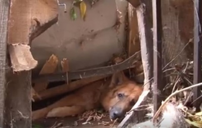 ДСНС показала відео порятунку собаки, що постраждав від урагану