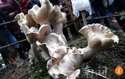 В Китае нашли  короля грибов 