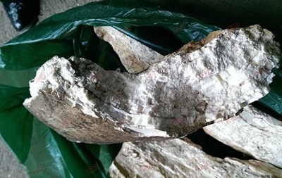 У Бердянську будівельники знайшли останки мамонта