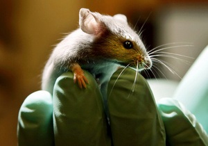 Ученые вернули мышам обоняние с помощью генной терапии