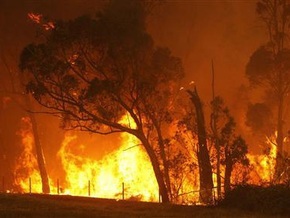 Более миллиона животных стали жертвами пожаров в Австралии