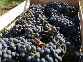 Киевские таможенники задержали 56 тонн винограда