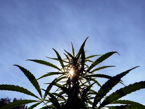 Швейцария собирается легализовать употребление и выращивание марихуаны
