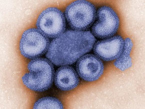 Россия и Китай запросили у США штаммы свиного гриппа