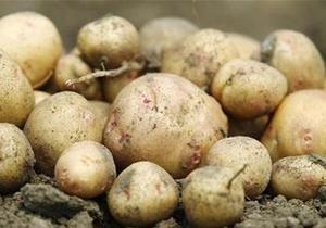 Украина за полгода увеличила экспорт картофеля в 62 раза