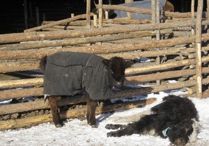 Красный крест просит мир помочь Монголии, страдающей от аномальных холодов