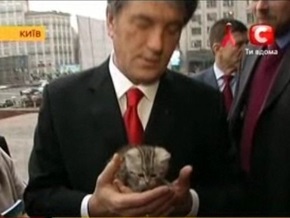Ветеринары: Состояние здоровья котенка Ющенко удовлетворительное