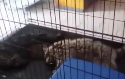 В Казахстане в зоопарке погибли более 50 животных из-за прорыва трубы