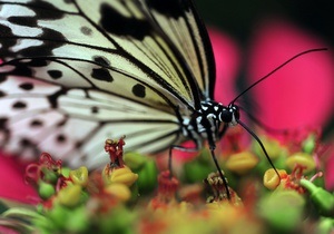 Новости Италии: В Риме открылся парк бабочек