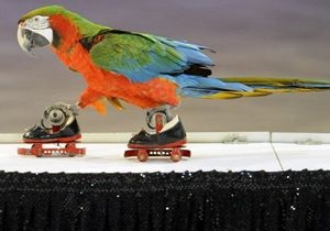 Итальянский дрессировщик научил попугая кататься на роликах