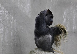 Из зоопарка Баффало пыталась сбежать 180-килограммовая горилла