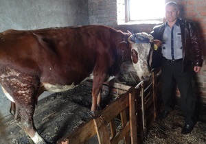 Неравнодушные украинцы помогли  многодетной семье купить корову