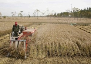 Присяжнюк: Украина может продлить квотирование экспорта зерна в 2011 году