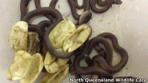 В Австралии в шкафу ребенка нашли ядовитых змей
