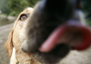 Защитники животных заявляют о массовом отравлении собак в Киеве