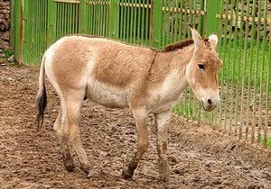 Аскания-Нова передаст российским зоопаркам диких животных