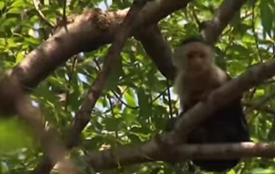У Мексиці два тижні ловили мавпу-втікачку