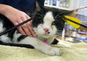 Американские ветеринары спасли кота со стрелой в голове