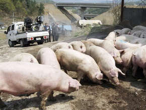 Украина запретила ввоз свинины из США, Мексики, Канады и Новой Зеландии