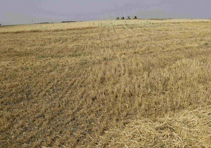 Из-за дождей в Украине пострадали 8% посевов зерновых