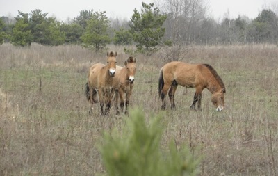 В зоне ЧАЭС может находиться более 100 лошадей Пржевальского