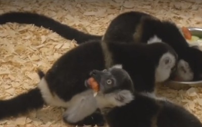 У зоопарку Праги народилися чорно-білі лемури